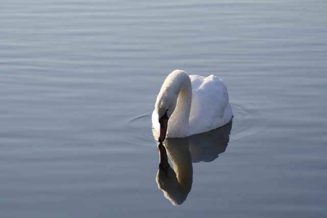 swan-1282835_1280.jpg