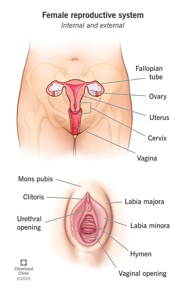 9118-female-reproductive-system.jpg