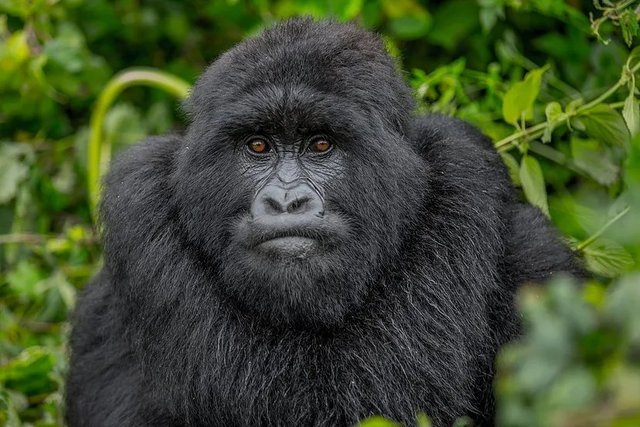 This is the Best Safari in Rwanda.jpg