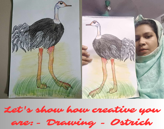 Let's show how creative you are- Drawing - Ostrich.png