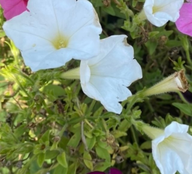 IMG_4661.jpeg