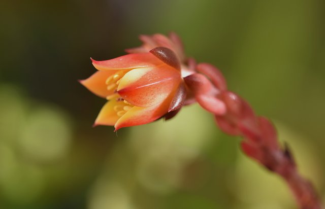 Echeveria mini no ID flowers macro.jpg