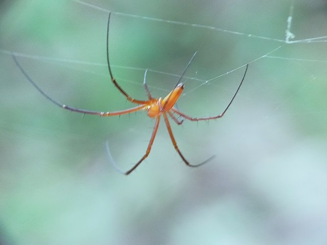 Nephila Pilipes (12).jpg