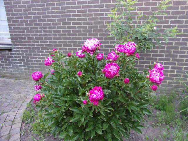 100_2687.JPG