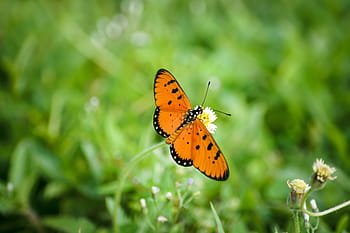 butterfly-orange-nature-insect-royalty-free-thumbnail.jpg