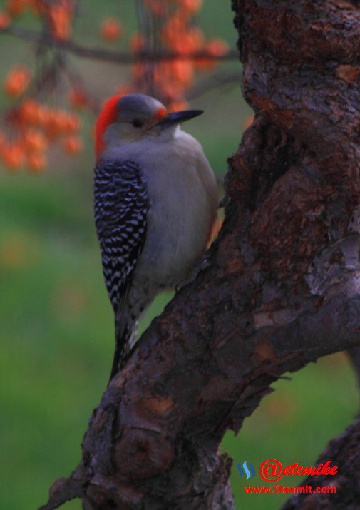 Red-bellied Woodpecker PFW024.jpg