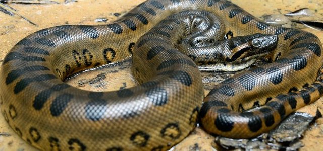 anacondas-800x375.jpg