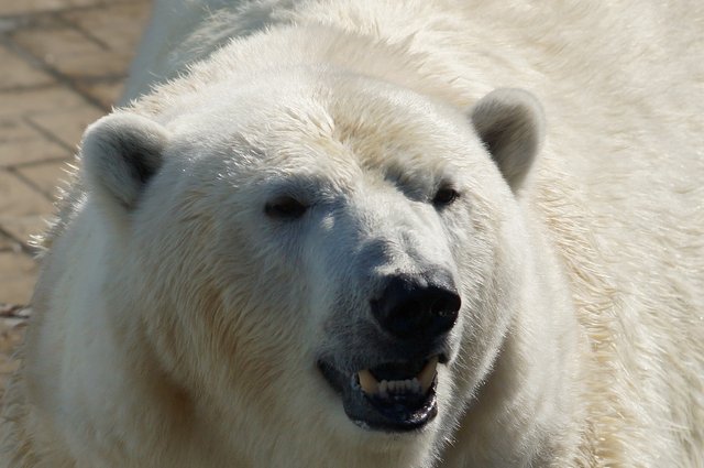 polar-bear-6195544_1920.jpg