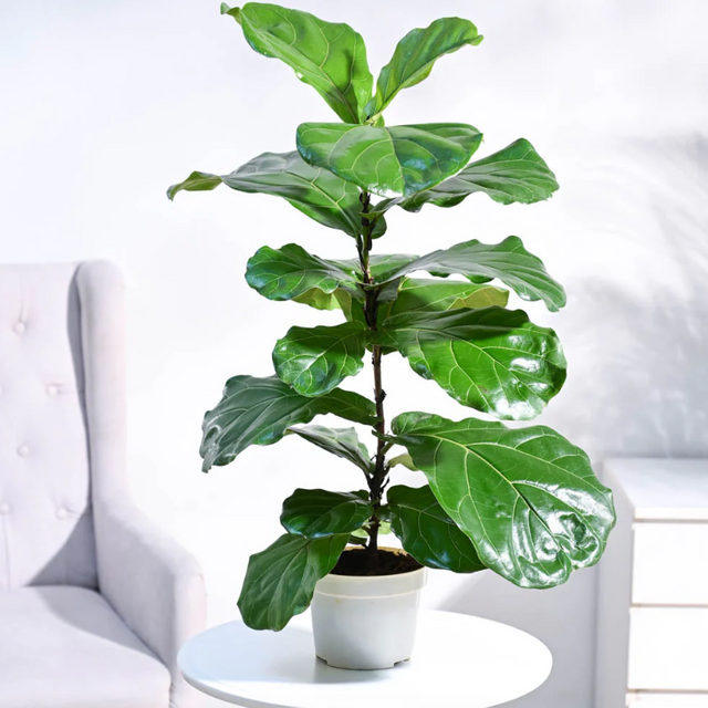 fiddle leaf plant.png