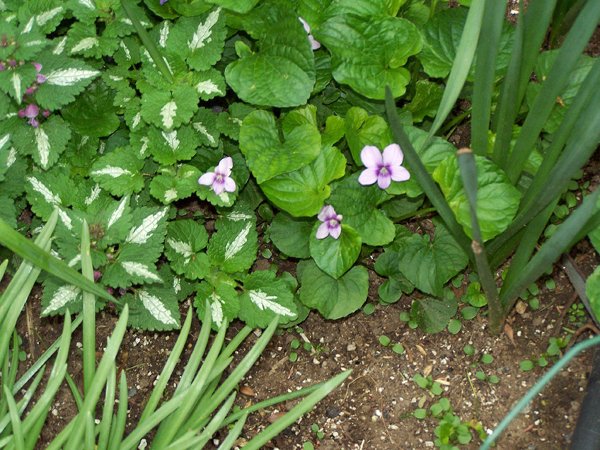 Bulkhead - Sylvia violet crop May 2019.jpg