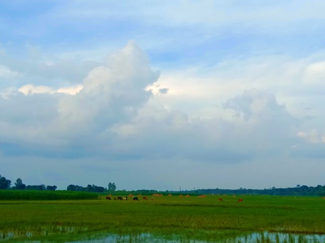 IMG_20250624_071428.jpg