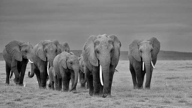 Elephant Family from Front.jpg