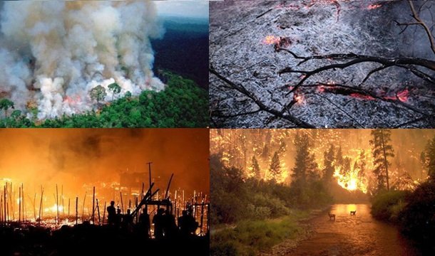 #amazonforestfire.jpg