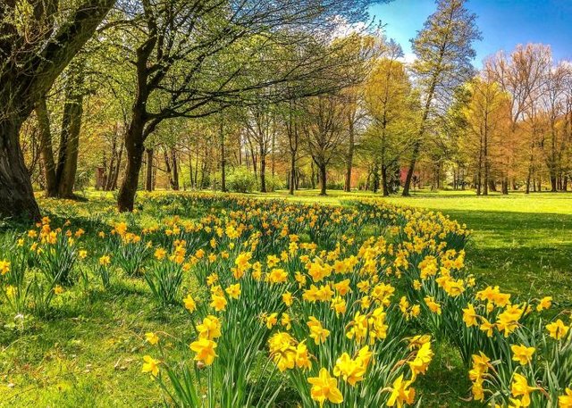 daffodils-in-spring_full_width.jpg