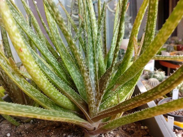 Aloe Albiflora-30 (3).jpg