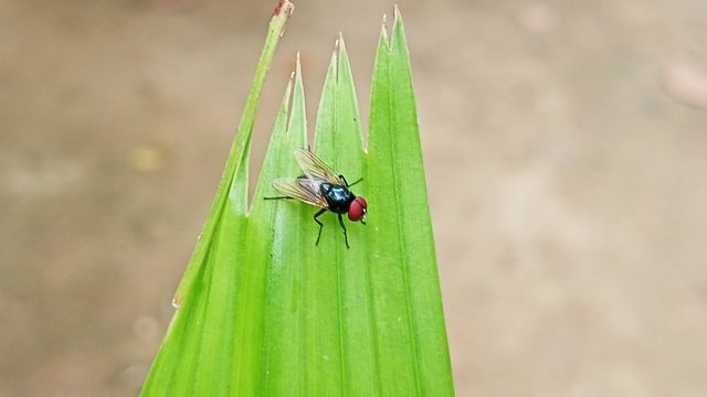 IMG_20250419_123031.jpg
