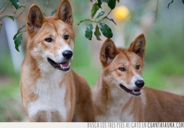 CF_50886_f2f8c2cb2d4b4d90b1ad67351bfd06ce__dingos_de_ser_mascotas_a_convertirse_en_perros_salvajes_despues_de_5000_anos.jpg
