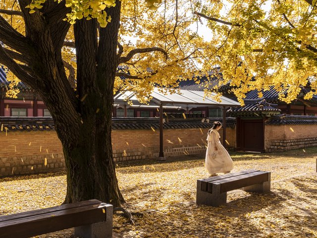 gyeongbok-palace-5771324_1280.jpg