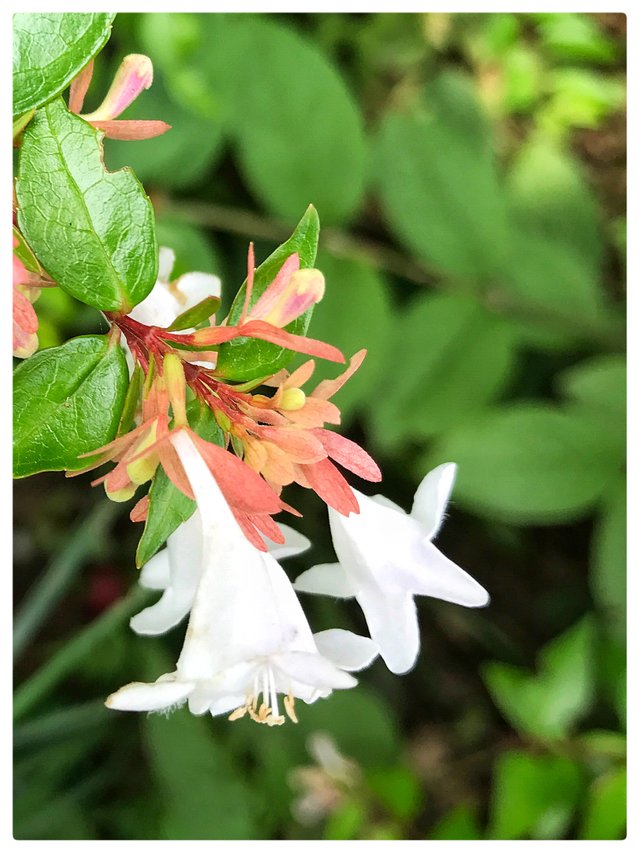 大花六道木 Steemit