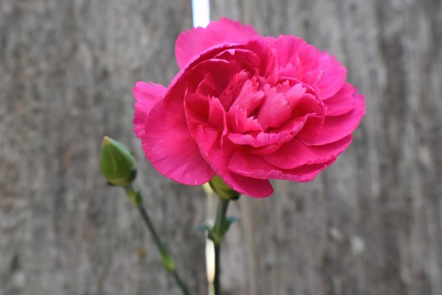 carnation-7770941_1920.jpg