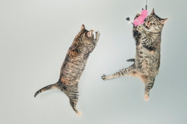 jumping kitten kittenish pets playing.jpg