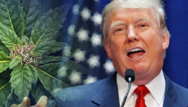 trump-marijuana.jpg