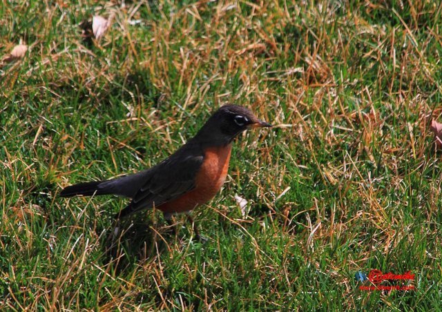 American Robin IMG_0154.JPG