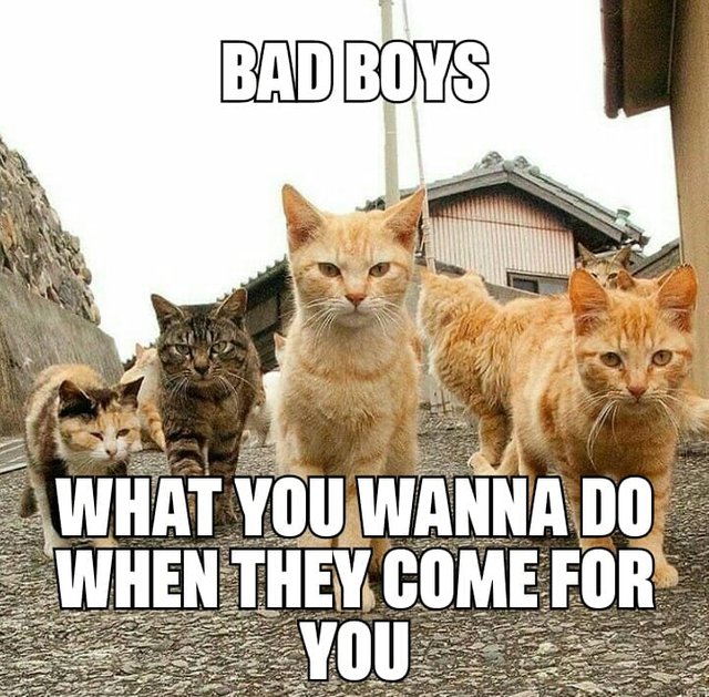 bad boys.jpg