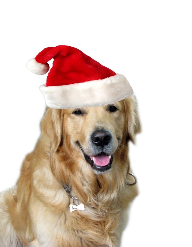 christmas-dog-santa-hat-1380575058uIM.jpg