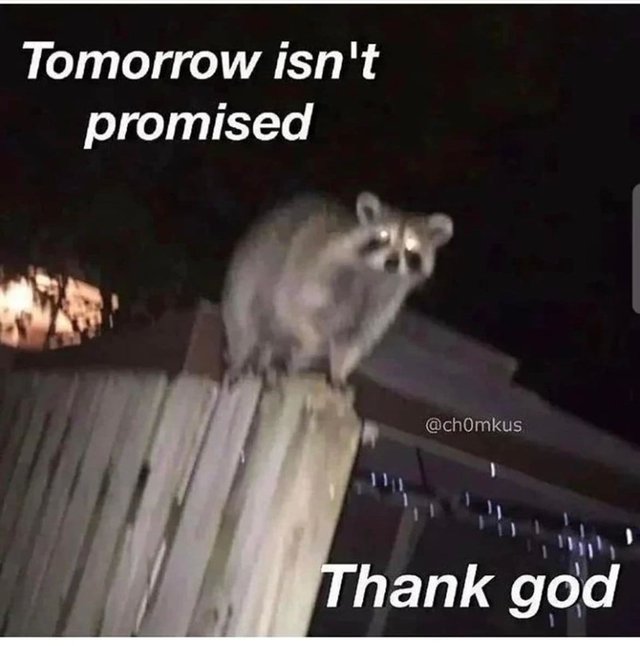 raccoon-tomorrow-isnt-promised-ch0mkus-thank-god.jpg