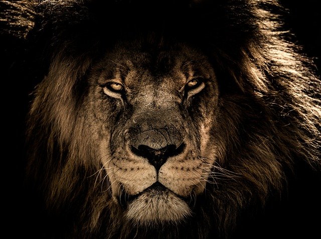 african-lion-2888519_640.jpg