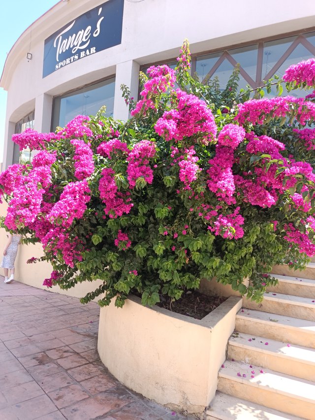 12 bougainvillea.jpg