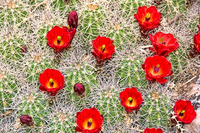 Claret-Cup-Cactus.jpg