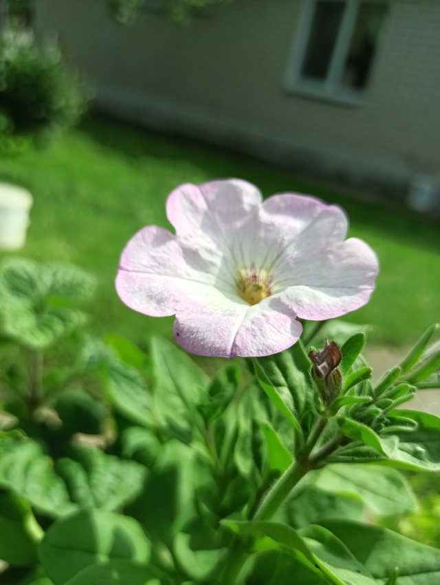 IMG_20250727_104954.jpg