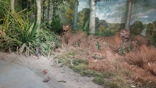 IMG_20250217_121652_3.jpg