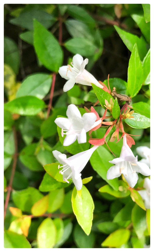 大花六道木 Steemit