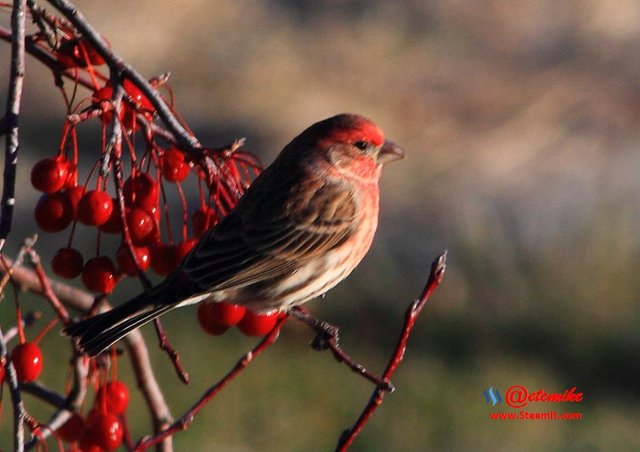 House Finch IMG_0198.JPG