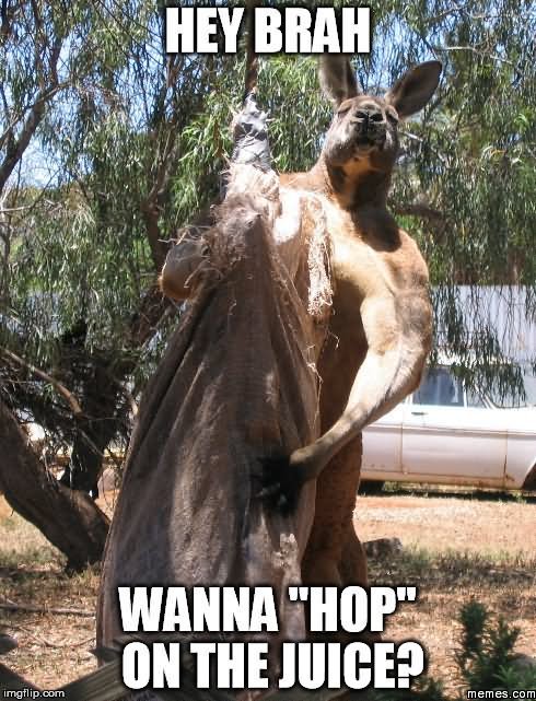 Funny-Kangaroo-Meme-Hey-Brah-Wanna-hop-On-The-Juice.jpg