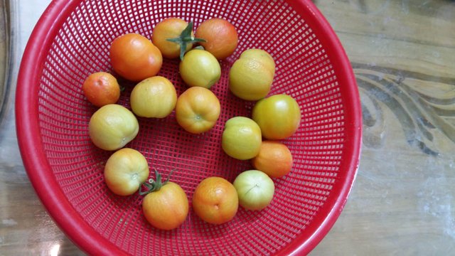 Ripe tomato.jpg