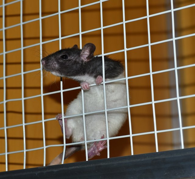 rat-822288_1280.jpg