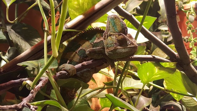 chameleon-995128_1280.jpg