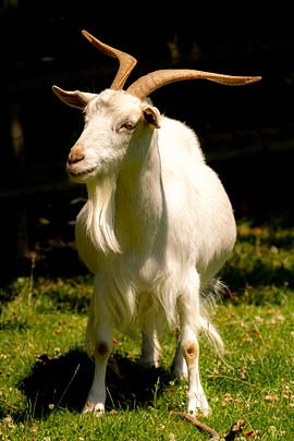 270px-A_white_irish_goat.jpg