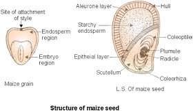 21267_Structure+of+maize+seed.JPG