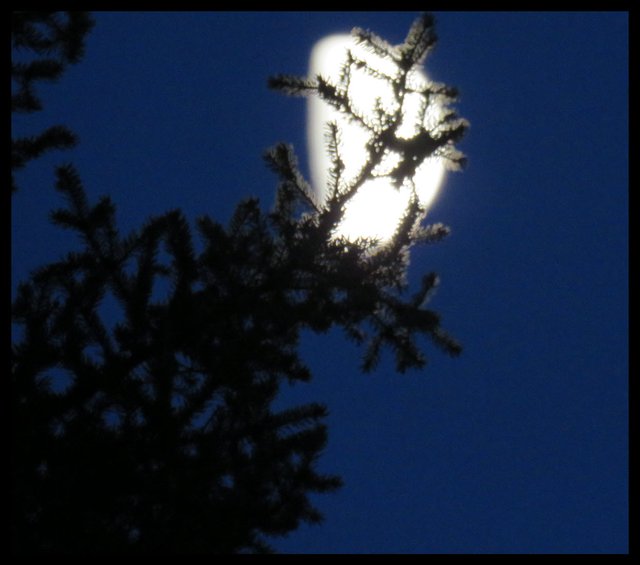 spruce branch highlighted by half moon.JPG