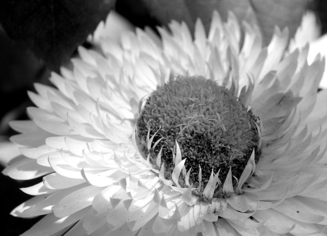 RD-X019-StrawflowerBW.JPG