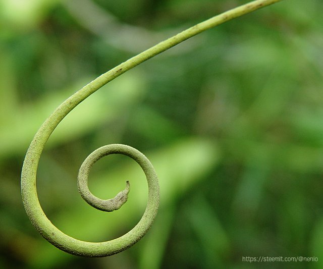 botanical-spiral.jpg