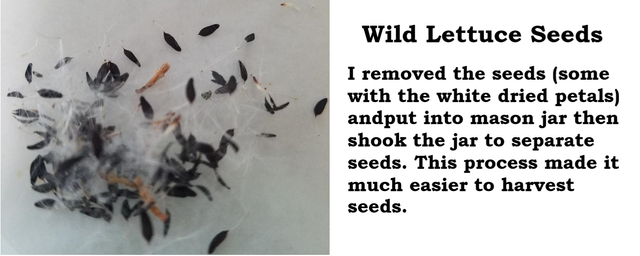 seeds a.png