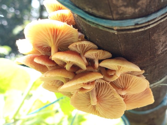 mashrooms (4).jpg