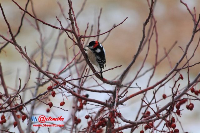 Downy Woodpecker PFW0026.JPG