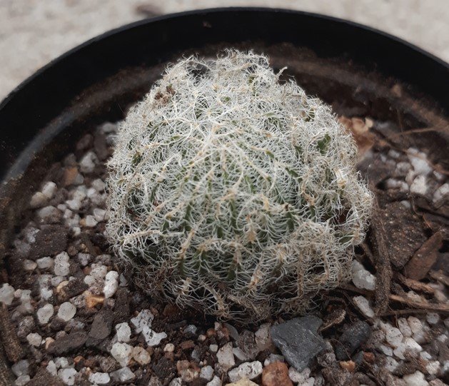 haworthia arachnoida.jpg